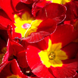 Live Red Primrose Plant, Hardy Primrose Flower in 4 Inch Pot, Well Rooted for Indoor or Outdoor Planting
