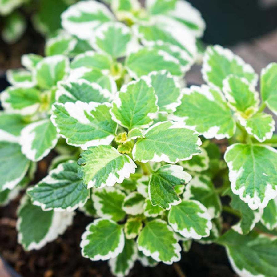 2 Variegated Swedish Ivy Live Plants, 2" Pot Indoor Trailing Swedish Ivy Houseplant Home Garden