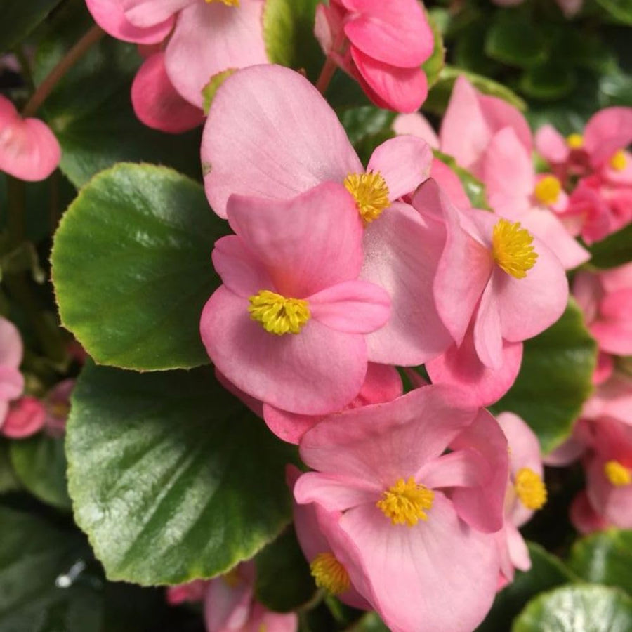 Pink Begonia Live Plant, 3–6 Inch Tall, 4” Pot, Ornamental Foliage Begonia Plant, Colorful Indoor Houseplant for Home and Office Decor