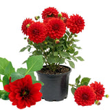 Dahlia Tuber for Planting, Red Dahlia Flower for Summer Blooms, Large and Vibrant Flowers, Suited for Zones 8 to 11