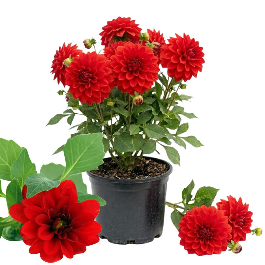 Dahlia Tuber for Planting, Red Dahlia Flower for Summer Blooms, Large and Vibrant Flowers, Suited for Zones 8 to 11