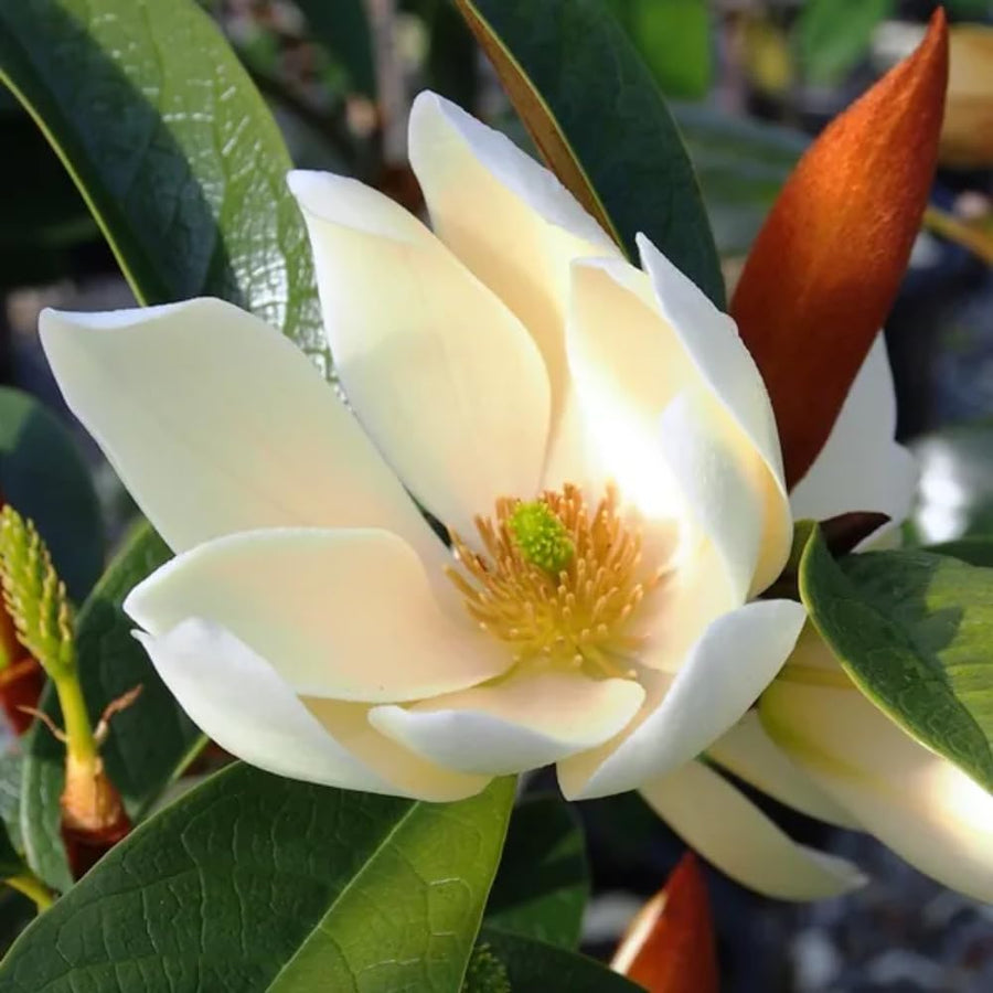 Sweetbay Magnolia Plant Live, 6-12 Inch Tall, Magnolia Tree in 2.5” Pot, Flowering Ornamental Tree