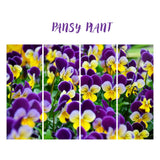 2 Pansies Plants Live in 4'' Pot, Live Pansies Live Plants for Containers and Gardens, Well-Rooted, Ideal for Spring and Fall Planting, 3-6 Inches Tall