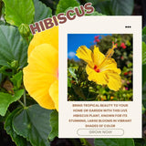 Tropical Yellow Hibiscus Plant Live, Hardy Hibiscus Flowers Colorful Blooms for Outdoor Landscapes, 8-10 Inch Height, Hibiscus Shrubs, No Pot, Well-Rooted