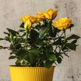 Fragrant Sunrosa Rose Bushes Plant Live, Gold Yellow Rose Climbing Flower Trees, Bright Golden Yellow Live Roses Bushes Bare Root Ready to Plant, 5-10 Inc Tall