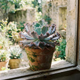 Blue Echeveria Live Plant, Echeveria Succulent Plant in 4 Inch Pot, Easy Care Succulent for Indoor Outdoor Houseplant