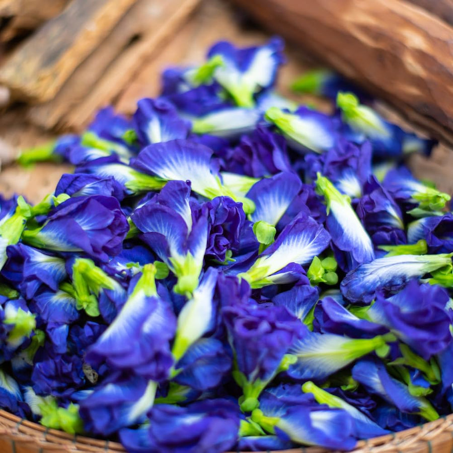 Butterfly Pea Plant Live, 6 to 10 Inc Tall Butterfly Flower Vine Plant Live Growing, 4 Inc Potted (Blue)