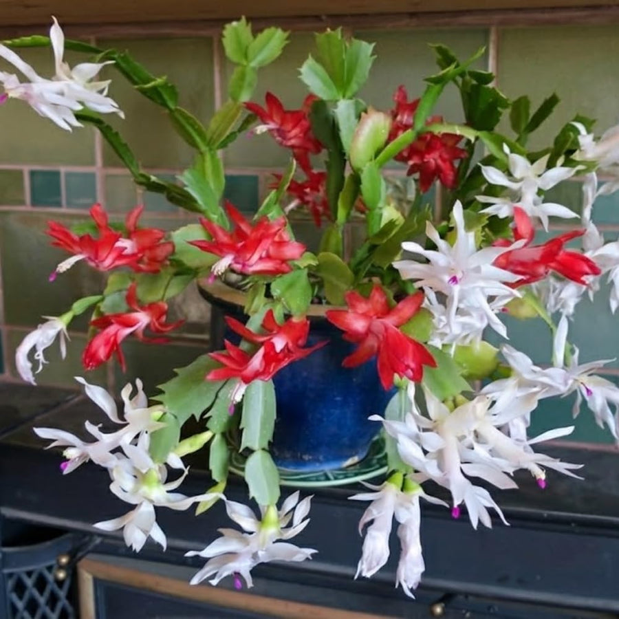 Live Christmas Cactus Plant, Red and White Flowers, Holiday Succulent in 6 Inch Pot for Indoor or Outdoor Growing