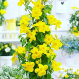 2 Yellow Mandevilla Live Plants, Mandevilla Flowering Vines Trellis, 4-9 Inch Tall Plants for Hanging Baskets, Container and Garden Growing