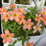 Oxalis Plant Live, Shamrock Spring Flower, 4 Inc Pot, Ornamental Oxalis Plant Live for Indoor Outdoor Garden, 4-8'' Tall (Peach)