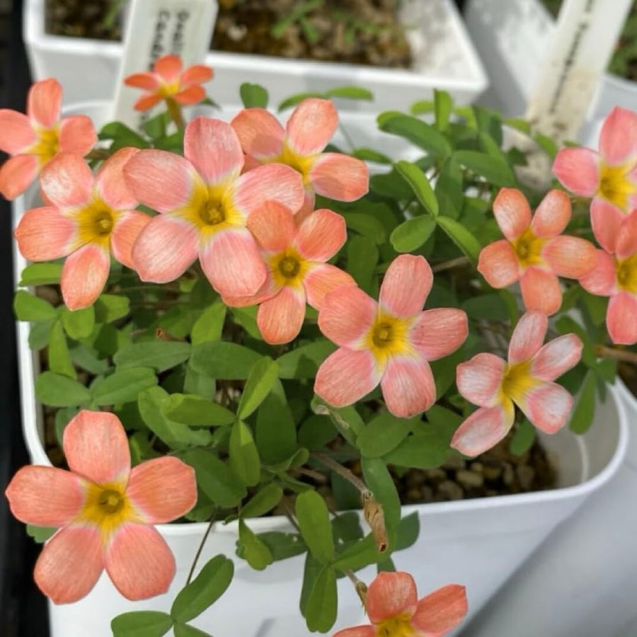 Oxalis Plant Live, Shamrock Spring Flower, 4 Inc Pot, Ornamental Oxalis Plant Live for Indoor Outdoor Garden, 4-8'' Tall (Peach)