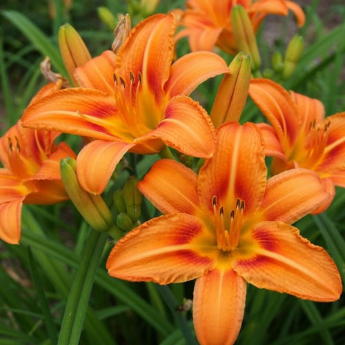 Set 6 Orange Daylily Live Starter Plant, 4-6" Tall, Daylilies Plant, Hardy Flowering Plant for Yard, Garden and Landscaping, Bareroot