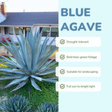 Pack 4 Agave Plants Live, Blue Agave Century Plant, 3 to 5 Inches Tall, Hardy Succulent Plant for Indoor Outdoor Growing