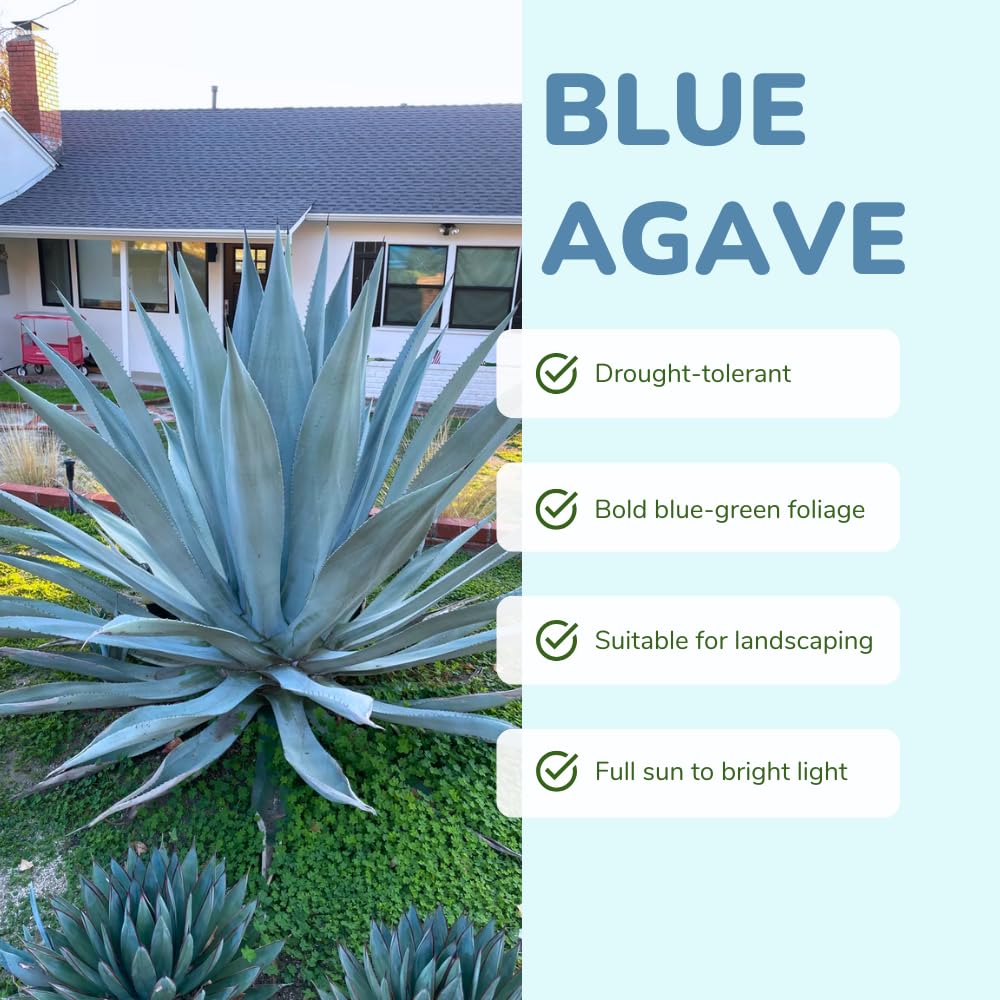 Pack 4 Agave Plants Live, Blue Agave Century Plant, 3 to 5 Inches Tall, Hardy Succulent Plant for Indoor Outdoor Growing