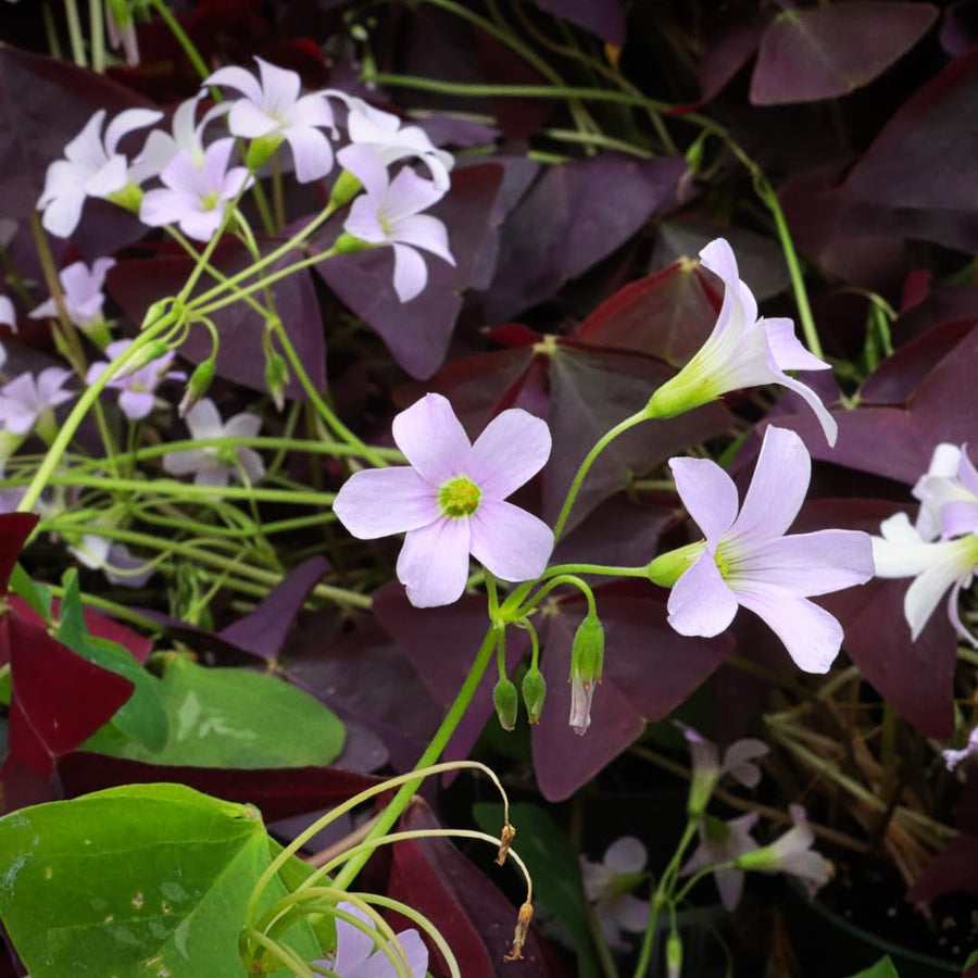 Live Purple Shamrock Plants, Deep Purple Oxalis, 4-8 Inches Tall in 4 Inch Pot Hardy Perennial for Growing