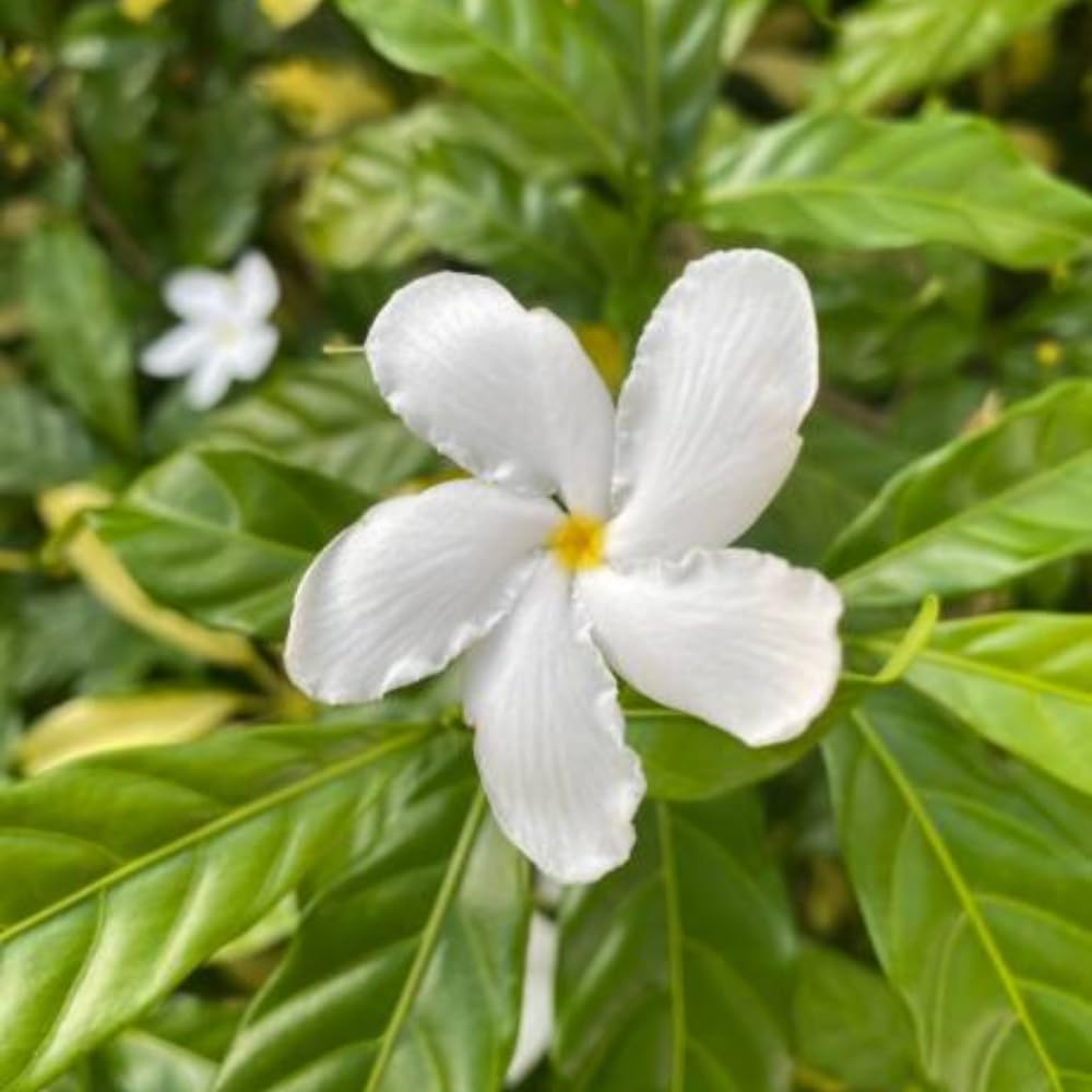 Jasmine Vine Plant Indoor, White Jasmine Plant Live Between 8 and 10 Inches, Fragrant Flower Plants Potted 4''