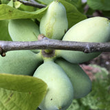 Large Pack 4 Paw Paw Trees Live Plants, Pawpaw Asimina Triloba Plant Live Tree Well Rooted from 6 to 12 Inc Tall, Mango Papaya Like
