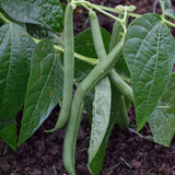 Green Bean Plant Live, Bean Live Plant, 4-6 Inches Tall in 4" Pot, Starter Plant for Vegetable Garden