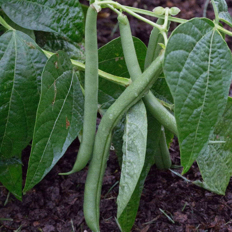 Green Bean Plant Live, Bean Live Plant, 4-6 Inches Tall in 4" Pot, Starter Plant for Vegetable Garden