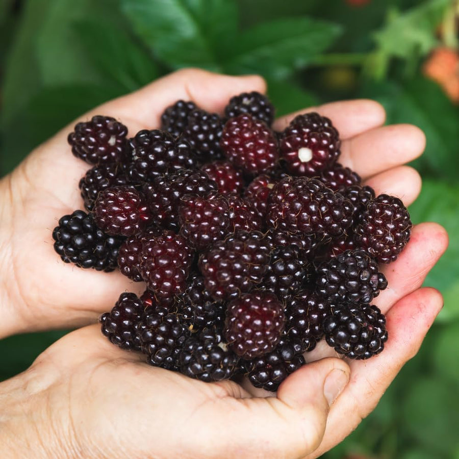 Set 2 Thornless BlackBerry Plants Cuttings, Well Rooted Cutting 4 Inches Tall, Sweet Berries and High Yield for Edible Garden, Ready for Planting
