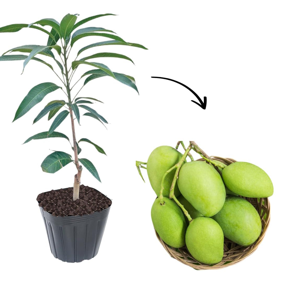 Sweet Mango Tree Live Plant in Pot, 12-16 Inches Mango Trees Seedlings Well Rooted, Fast-Growing