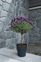 Lavender Plant Live in 3'' Pot, Fragrant Lavender Flowering Herb for Indoor Outdoor Planting, Ready to Grow (Spanish Lavender)