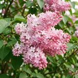Pink Lilac Plants 12–18" Tall, Well Rooted Live Flowering Lilac Shrubs for Patio, Container and Backyard Landscaping