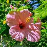 Set 4 Hardy Hibiscus Plants Live, Pink Hibiscus Flowers Bush Shrub Well-Rooted Plugs, 3-5" Tall, Ornamental Hibiscus Seedlings