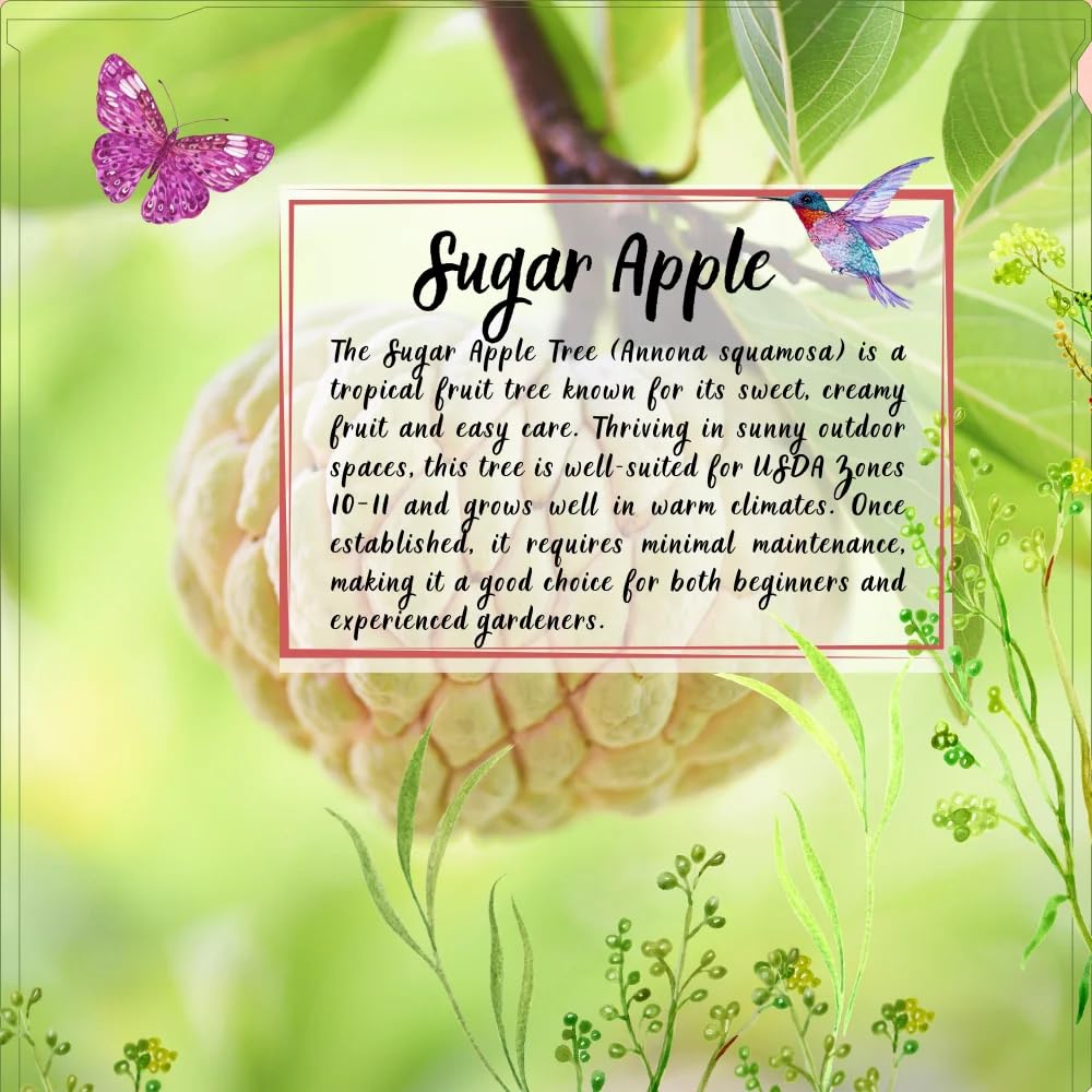 Sugar Apple Plant Live in 3'' Pot, 6-8'' Tall, Annona Squamosa Tree, Sweet Edible Fruit