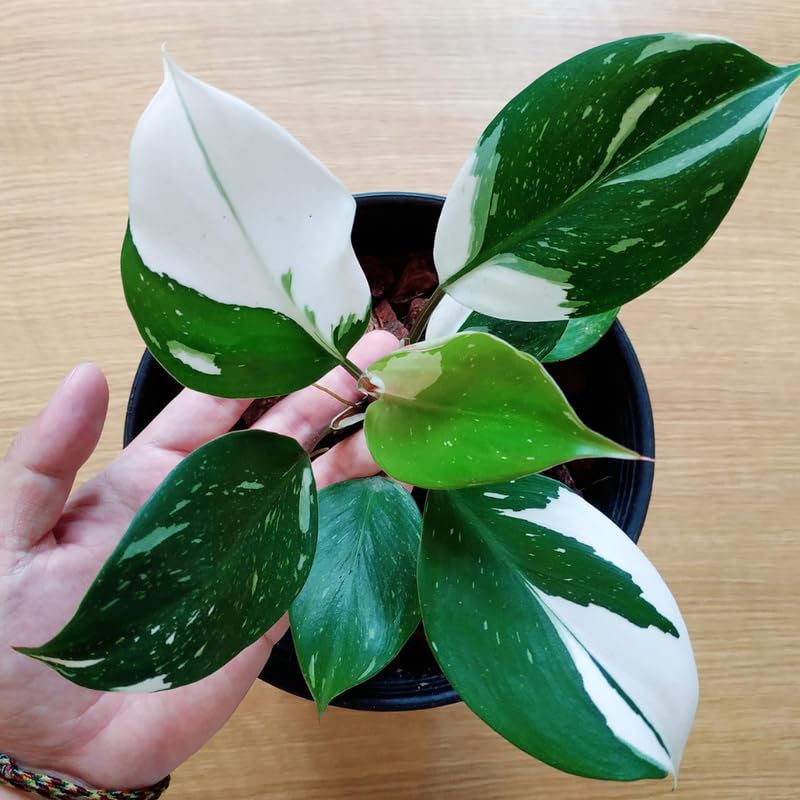 2 Rare Philodendron Live Plants Varieties Collection, Philodendrons Plants Size 5-9 Inc for Indoor Houseplant Décor, Ornamental Tropical Well-Rooted (White Green Philodendron Plants)
