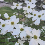 White Dogwood Tree Plant Live, Flowering Dogwood Plant 6-12 Inches Tall in Quart Pot, Hardy Ornamental Tree for Outdoor Garden