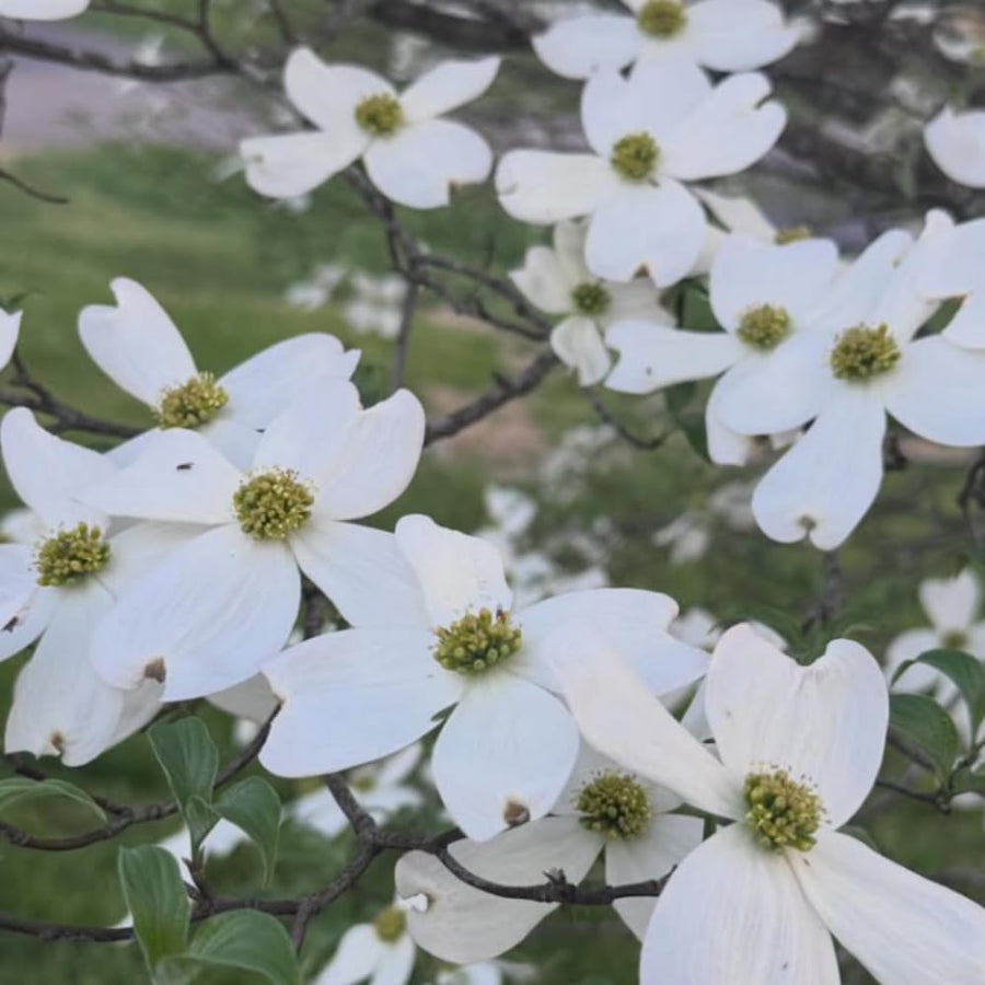 White Dogwood Tree Plant Live, Flowering Dogwood Plant 6-12 Inches Tall in Quart Pot, Hardy Ornamental Tree for Outdoor Garden