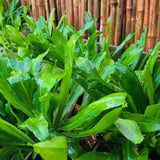 Set 500 Culantro Seed for Planting, Culantro Herb Seed, Vegetable Herb Plant, Ready for Growing