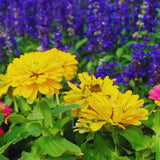 2 Yellow Zinnia Plants Live, Zinnia Live Plants for Planting, Flower Plant, 4 Inches Pot