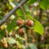 Set 2 Hazelnut Bare Roots Plant, Hazelnut Plant, 12-16 Inc Tall, No Leaf, 1-2 Years Old Bare Roots, Hardy Nut Tree for Outdoor Garden and Edible Landscape Growing