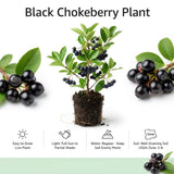 Chokeberry Plant Live, Black Chokeberry Live Plant for Home Garden, 2-3 Years Old Bare Roots, Black Berries Shrub, 14 to 16 Inches Tall
