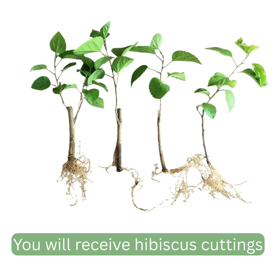 Orange Hibiscus Plant Live, Well-Rooted Hibiscus Flowers, 5-7 Inches Tall, Tropical Flowering for Indoor Outdoor Planting