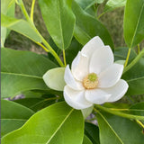Sweetbay Magnolia Plant Live, Well Rooted Magnolia Flowering Tree in Gallon Pot, Fragrant Blooms, Outdoor or Container