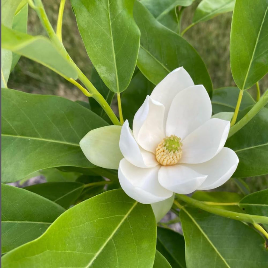 Sweetbay Magnolia Plant Live, Well Rooted Magnolia Flowering Tree in Gallon Pot, Fragrant Blooms, Outdoor or Container