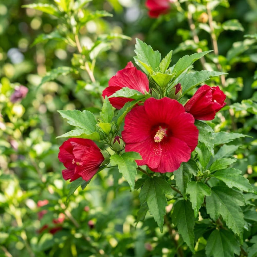 Red Rose of Sharon Plant Live, Rose of Sharon Plant, Quart Pot, 6-10 Inches Tall, Vibrant Bloom, Red Althea for Indoor Outdoor Growing