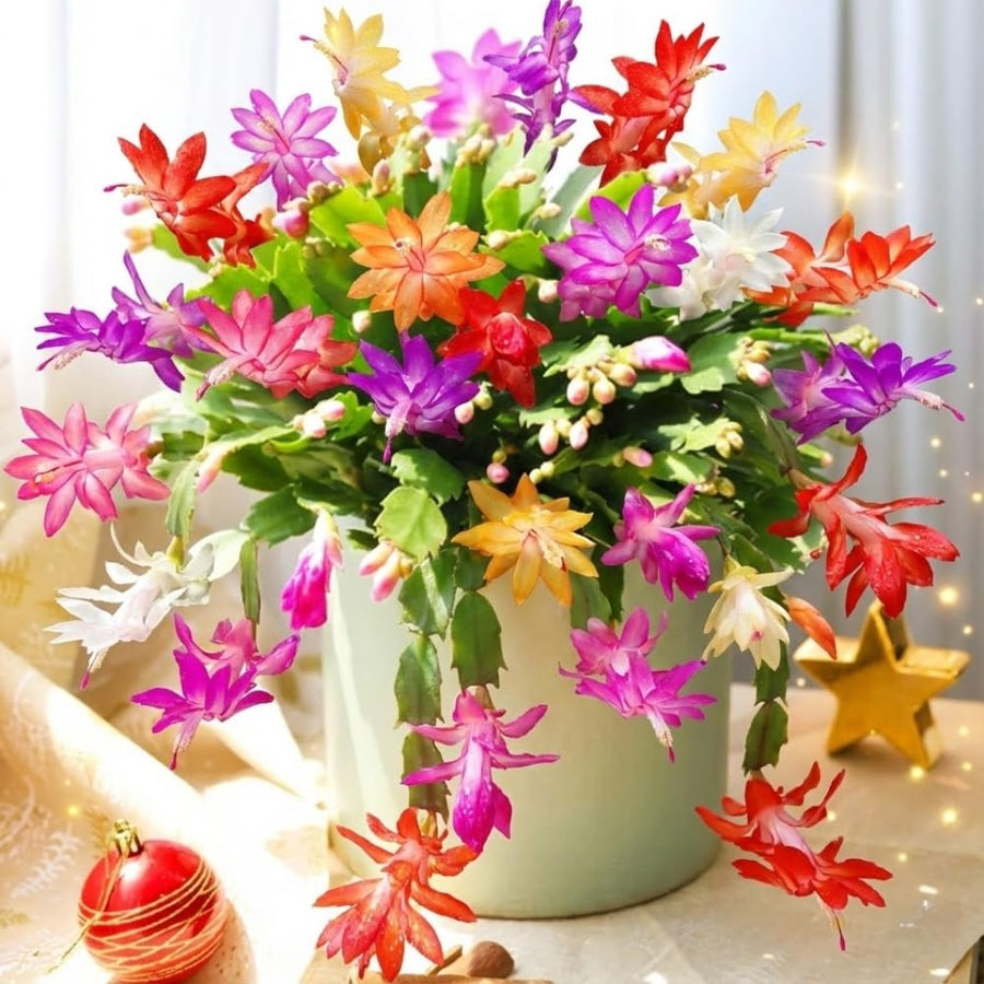 Set 2 Christmas Cactus Plants Live, Hanging Baskets Houseplants, Holiday Cactus Indoor Plants Live Well-Rooted 4-9" Tall, No Pot (Multicolor)