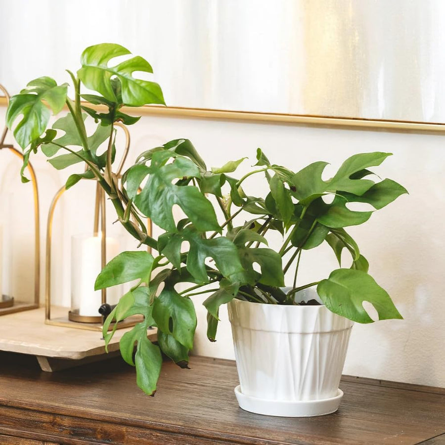 2 Monstera Plants Live, Swiss Cheese Philodendron Plant, Ornamental Tropical Well-Rooted, 4 to 5 Leaves for Indoor Houseplant (Mini Monstera)