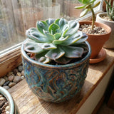 Blue Green Echeveria Live Plant, Echeveria Succulent Plant in 4 Inch Pot, Easy Care Succulent for Indoor Outdoor Houseplant