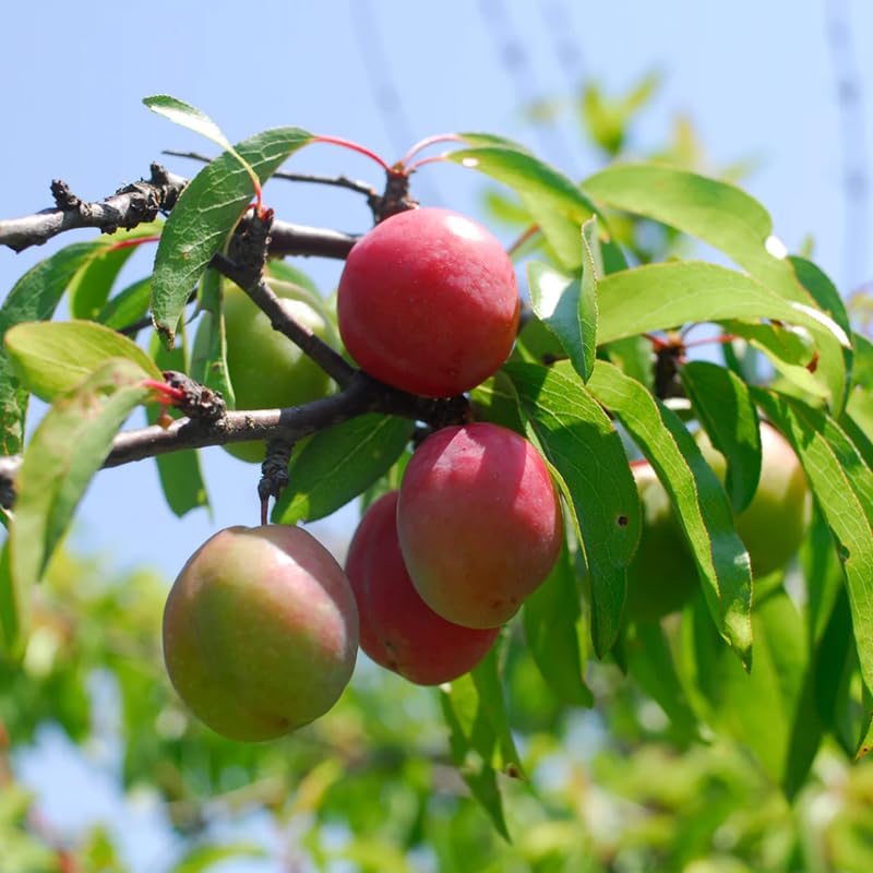 4 Chickasaw Plum Trees Live Plants for Planting, Bare Root, Dormant Cold Hardy, Live Plum Tree, No CA, 10-20 Inches Tall