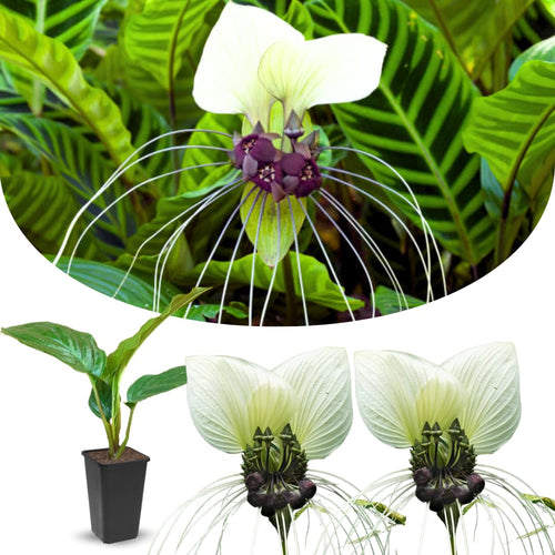 Bat Orchird Tacca Chantrieri Houseplant, White Bat Flower Live Plant, Indoor Outdoor 5-9 Inches Tall