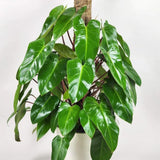 2 Rare Philodendron Live Plants Varieties Collection, Philodendrons Plants Size 5-9 Inc for Indoor Houseplant Décor, Ornamental Tropical Well-Rooted (Red Philodendron Plants)
