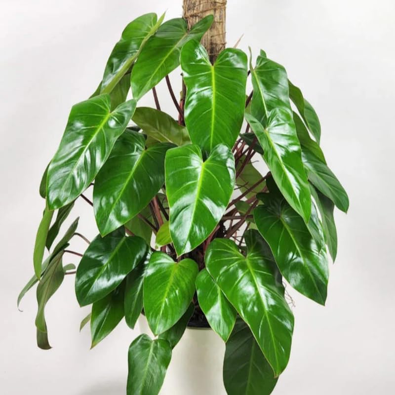 2 Rare Philodendron Live Plants Varieties Collection, Philodendrons Plants Size 5-9 Inc for Indoor Houseplant Décor, Ornamental Tropical Well-Rooted (Red Philodendron Plants)