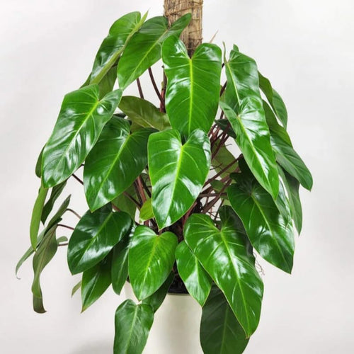 2 Rare Philodendron Live Plants Varieties Collection, Philodendrons Plants Size 5-9 Inc for Indoor Houseplant Décor, Ornamental Tropical Well-Rooted (Red Philodendron Plants)