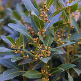 Sweet Bay Leaf Plant, Bay Laurel Tree Live Plant, Laurus Nobilis, 8 Inc Long, Container Garden Herb Plant Indoor Outdoor