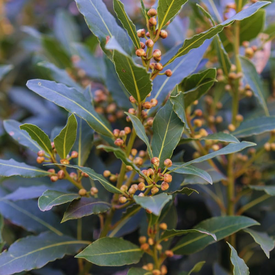 Sweet Bay Leaf Plant, Bay Laurel Tree Live Plant, Laurus Nobilis, 8 Inc Long, Container Garden Herb Plant Indoor Outdoor